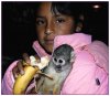 2/arche de noe singe (Small).jpg